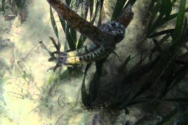 Kraken зеркало kr2web in